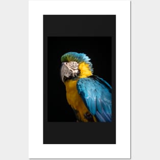 Blue and Gold Macaw Posters and Art